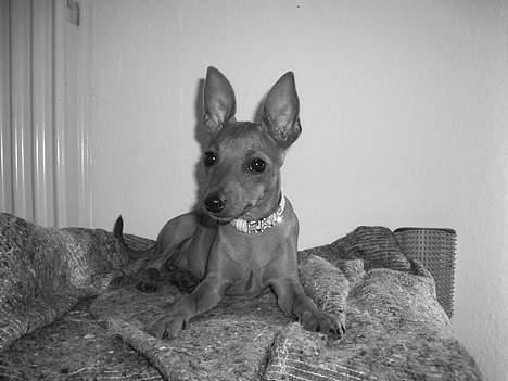 Dvaergpinscher Kate<3 12 maj billede 16