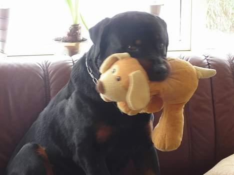 Rottweiler Jaco billede 1
