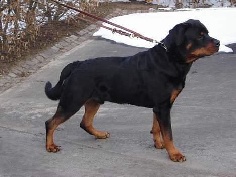 Rottweiler Jaco billede 2