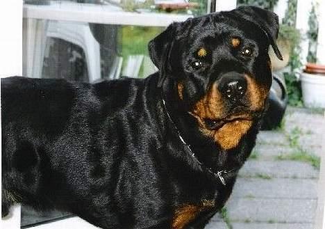 Rottweiler Jaco billede 3
