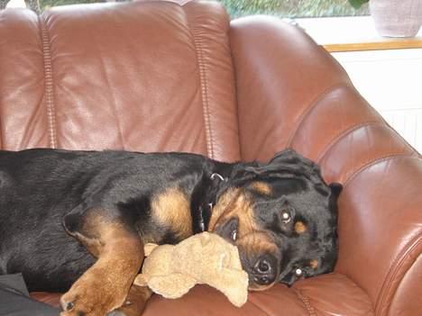 Rottweiler Jaco billede 4