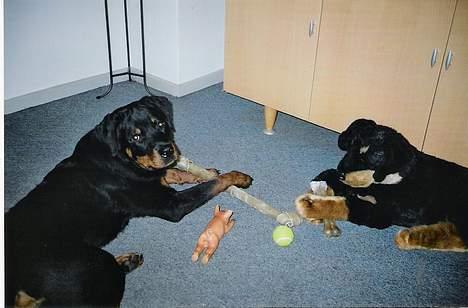 Rottweiler Jaco billede 5