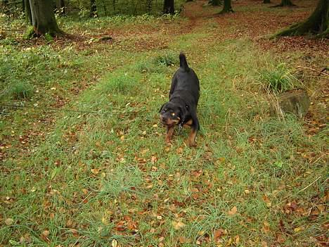 Rottweiler Jaco billede 6