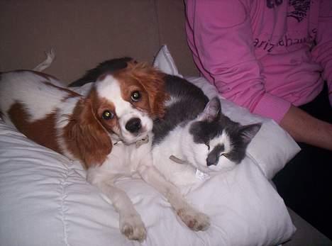 Cavalier king charles spaniel Maggie - Dette er Mimi min legekammerat. Vi bruger meget tid sammen. billede 8