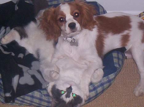 Cavalier king charles spaniel Maggie billede 9