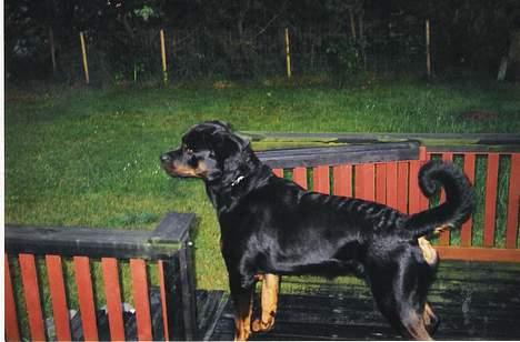 Rottweiler Bjørn billede 1