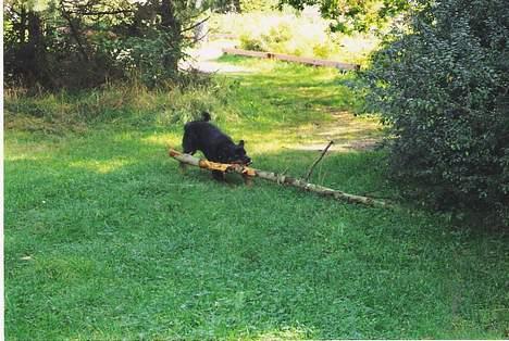 Rottweiler Bjørn billede 2