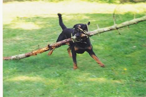 Rottweiler Bjørn billede 3