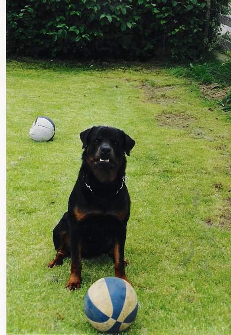 Rottweiler Bjørn billede 4