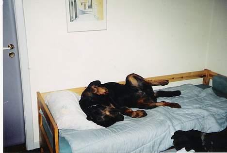 Rottweiler Bjørn billede 5