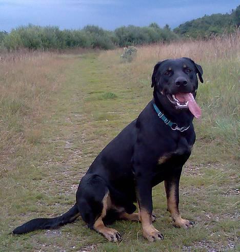 Rottweiler Primo R.I.P - Er på tur ude i det fri billede 13
