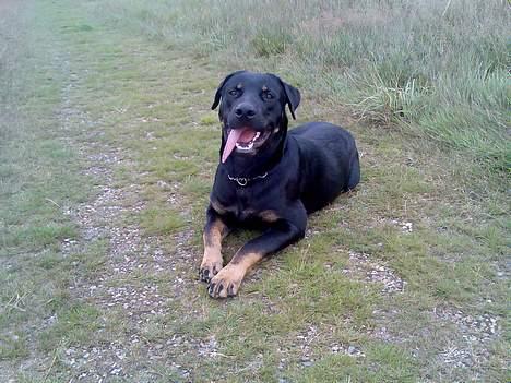 Rottweiler Primo R.I.P - stadig på tur i det fri billede 14