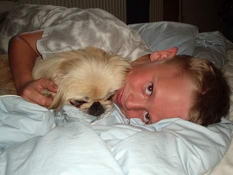 Pekingeser cera - Dennis og Cera billede 8