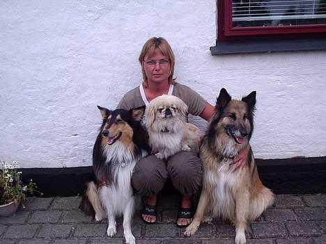 Pekingeser cera - Her er collie Nico, Cera ved mor, Tervueren/collie Zaco billede 9