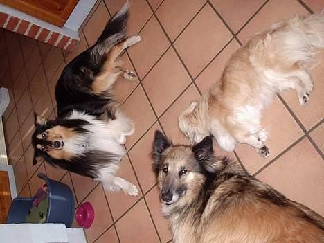 Pekingeser cera - Alle 3 hunde på køkken gulvet billede 10