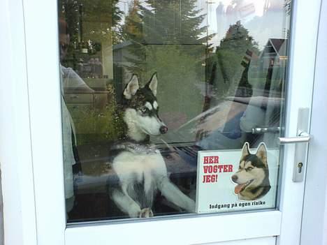 Siberian husky Buffy billede 15