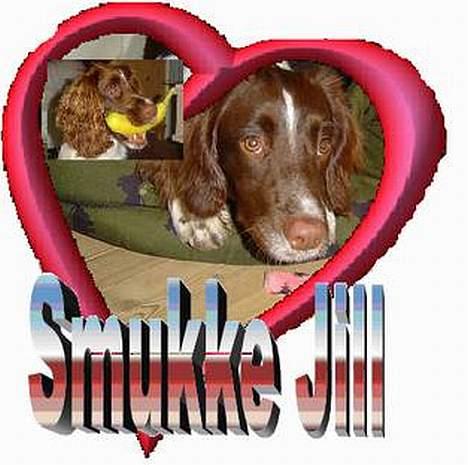 Engelsk springer spaniel jill - Min lille babe<3 billede 14