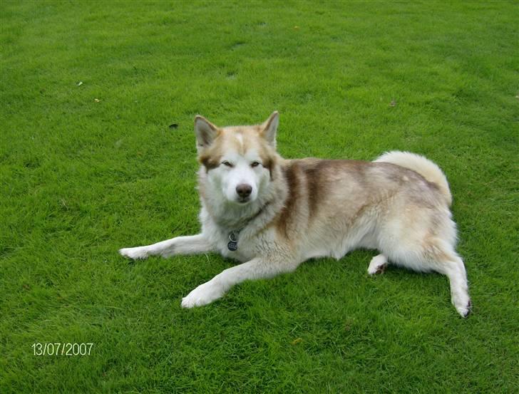 Alaskan malamute moon song`s Dina Død 2009 - klar til narrestreger .... 13/7-2007 billede 7