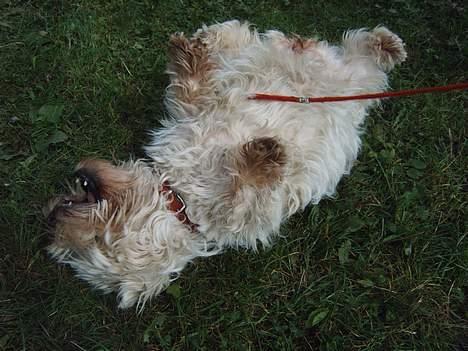 West highland white terrier fie  RIP † billede 17