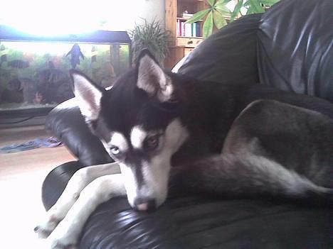 Siberian husky Buffy billede 16