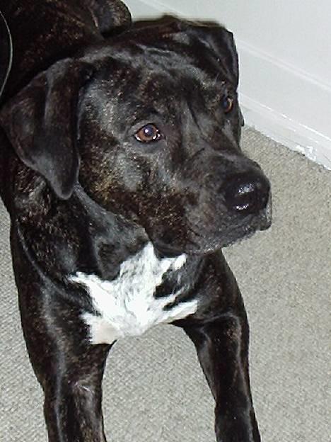 Blanding af racer Eika billede 1