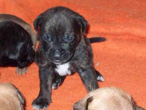 Blanding af racer Eika - Sådan så Eika ud da vi faldt for hende billede 2