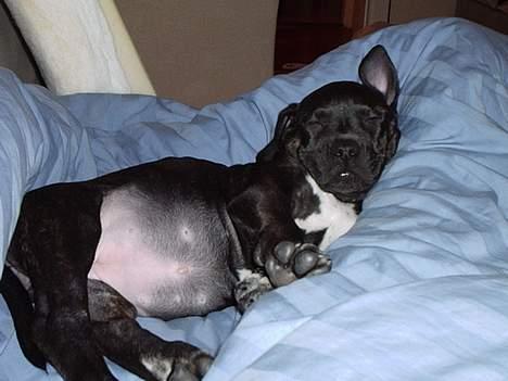 Blanding af racer Eika billede 3