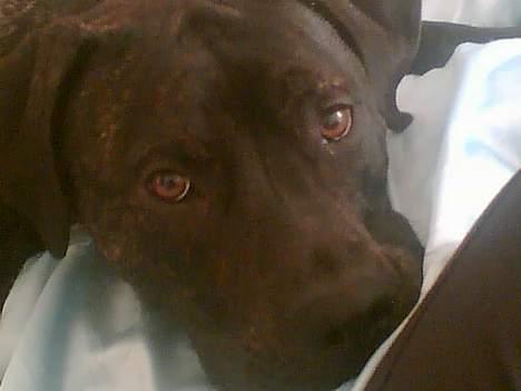 Blanding af racer Eika billede 4