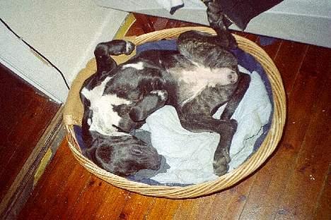 Blanding af racer Eika billede 5