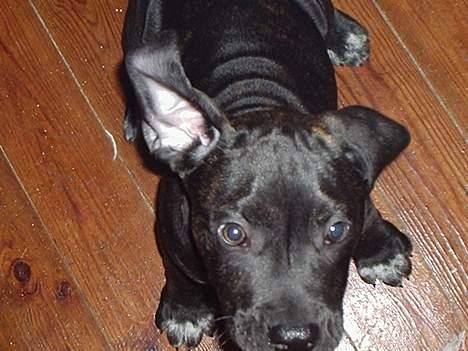 Blanding af racer Eika billede 6