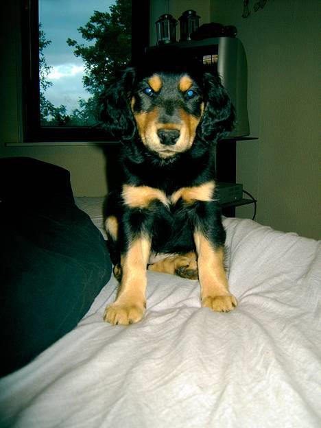 Blanding af racer marley - er du ikke snart færdig med at tage det billede? billede 1