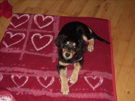 Blanding af racer marley - her ligger jeg på mit yndlings tæppe... billede 2