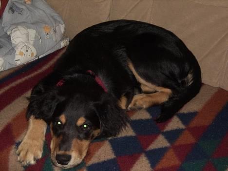 Blanding af racer marley - marley. billede 3