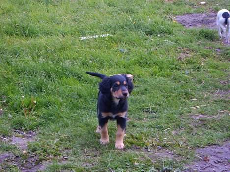 Blanding af racer marley - nå jeg kan da godt lige komme når du kalder... 9 uger gammel. billede 4