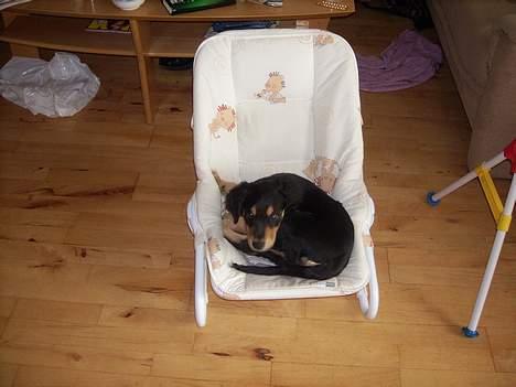 Blanding af racer marley - her ligger jeg så i min "søster`s" skråstol billede 5