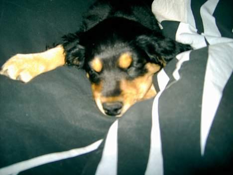 Blanding af racer marley - nu er man træt...*GG* billede 6