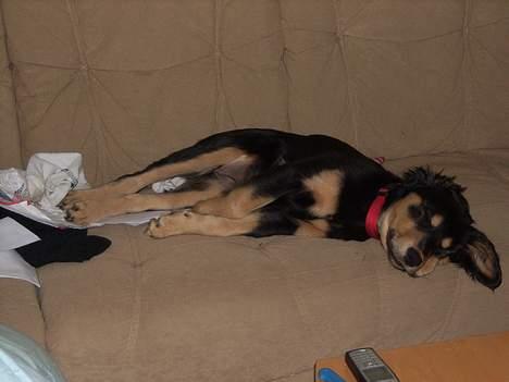 Blanding af racer marley - ja nu er man så blevet træt igen...! *GG* billede 7