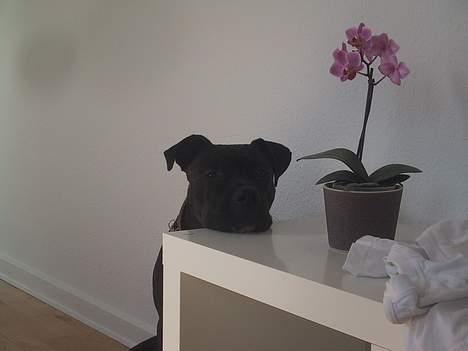 Amerikansk staffordshire terrier Bobo billede 14