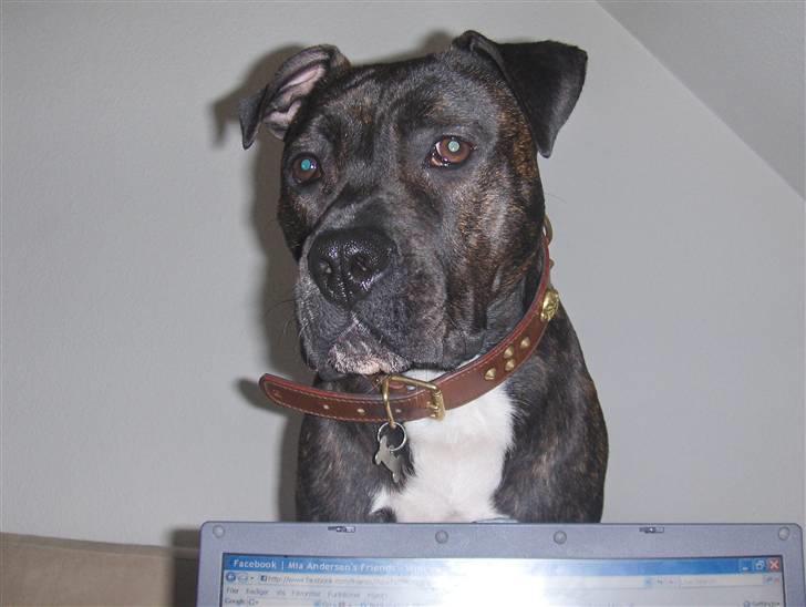 Amerikansk staffordshire terrier Bobo billede 15