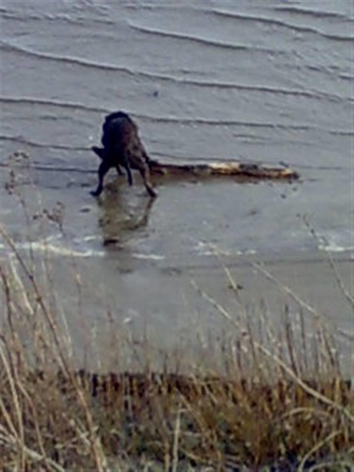 Amerikansk staffordshire terrier Bobo billede 16