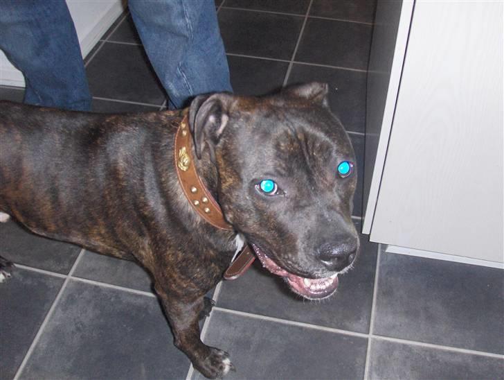 Amerikansk staffordshire terrier Bobo billede 17