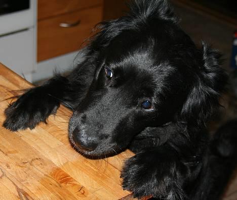 Blanding af racer Kiwi - Snupper lige en godbid, fra bordet, selv om jeg ikke må.. billede 1