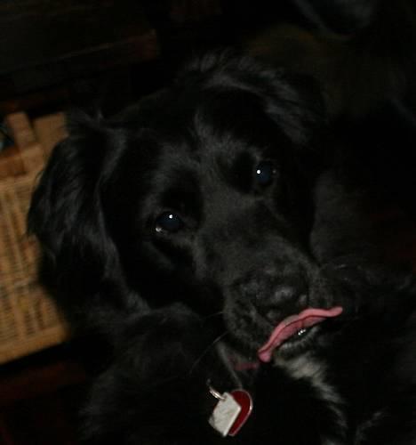 Blanding af racer Kiwi - Vent moar, skal lige vaskes om munden før du tar billeder.. billede 2