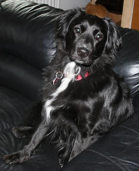 Blanding af racer Kiwi billede 3