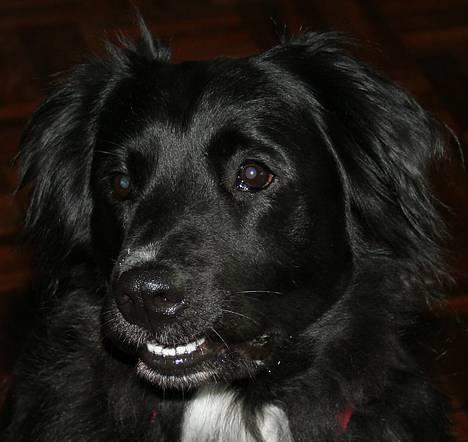 Blanding af racer Kiwi - Nu gider jeg altså snart ikke smile mere.. billede 4