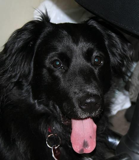 Blanding af racer Kiwi - Ta nu det billede så jeg kan komme videre, mor.. billede 5