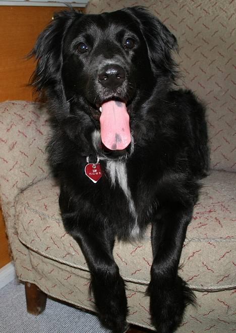 Blanding af racer Kiwi - pyha her er godt nok varmt.. billede 6