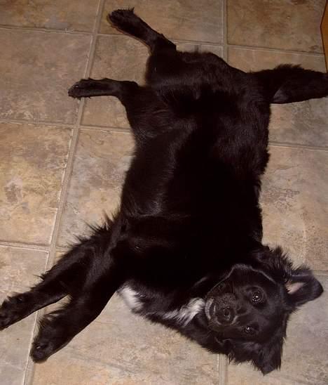 Blanding af racer Kiwi - driver den lige.. billede 7