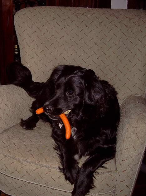 Blanding af racer Kiwi - Min pølse billede 8