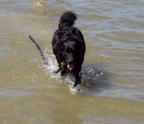 Blanding af racer Kiwi - En tur ved stranden billede 9